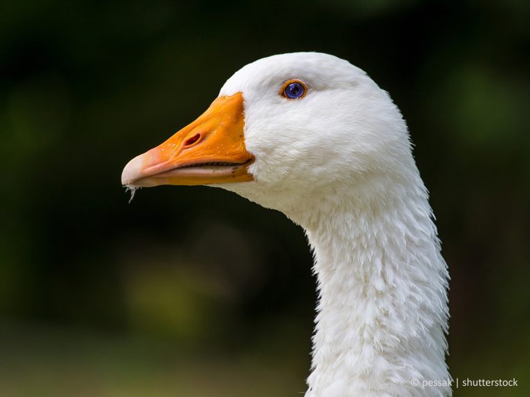 TIR hocherfreut: Nationalrat spricht sich für das Importverbot von tierquälerisch erzeugter Stopfleber aus