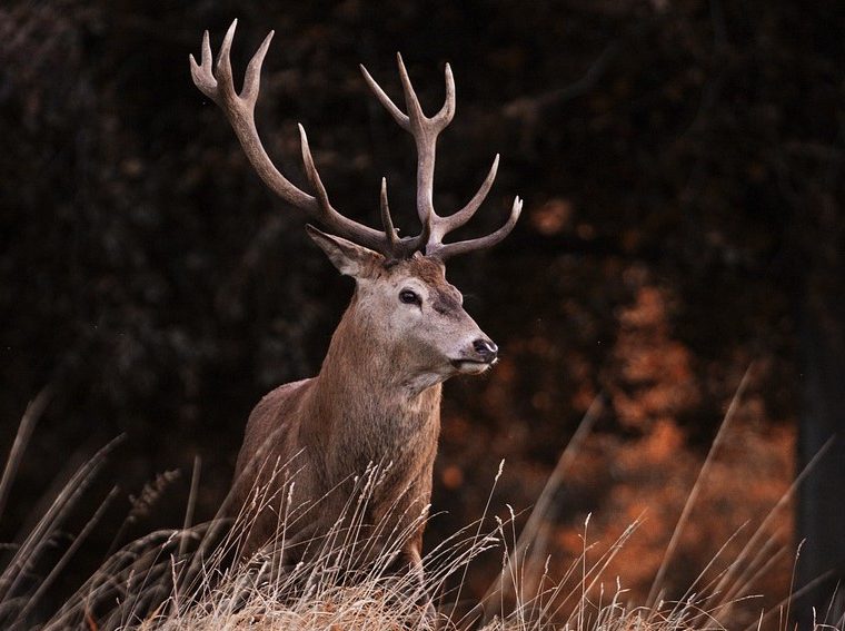 Die Jagd in der Schweiz: Tradition, Herausforderungen und Tierschutz