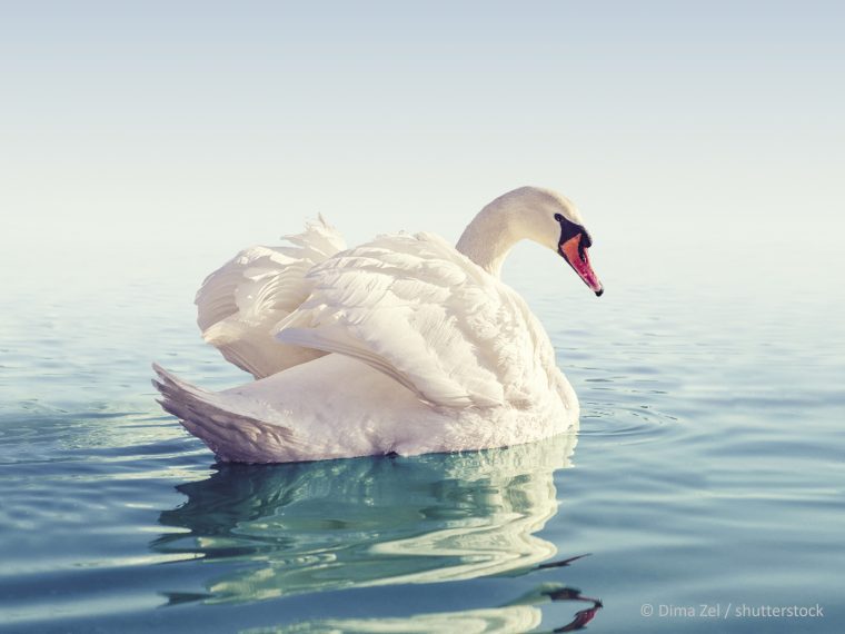 Internationaler Tag des Testaments - sorgfältige Nachlassplanung für Tierhaltende unerlässlich