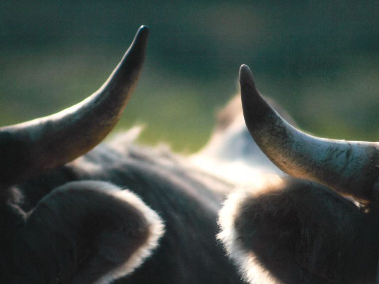 TIR enttäuscht: Nationalrat empfiehlt Ablehnung der Hornkuh-Initiative