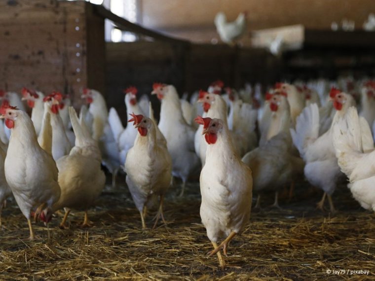 Schweizerinnen und Schweizer konsumieren über 1,5 Milliarden Eier- Tierwohl bleibt auf der Strecke