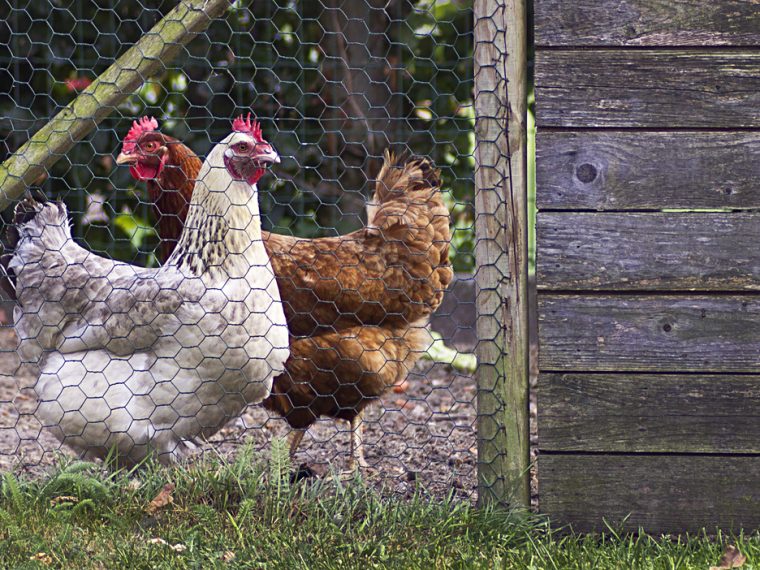 TIR erstattet Meldung beim Veterinärdienst wegen Tierquälerei in Seeländer Hühnermastbetrieb