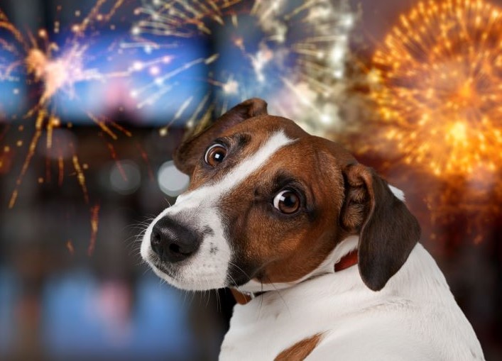 Update zur Feuerwerksinitiative: Erfreuliche Entwicklungen im Parlament