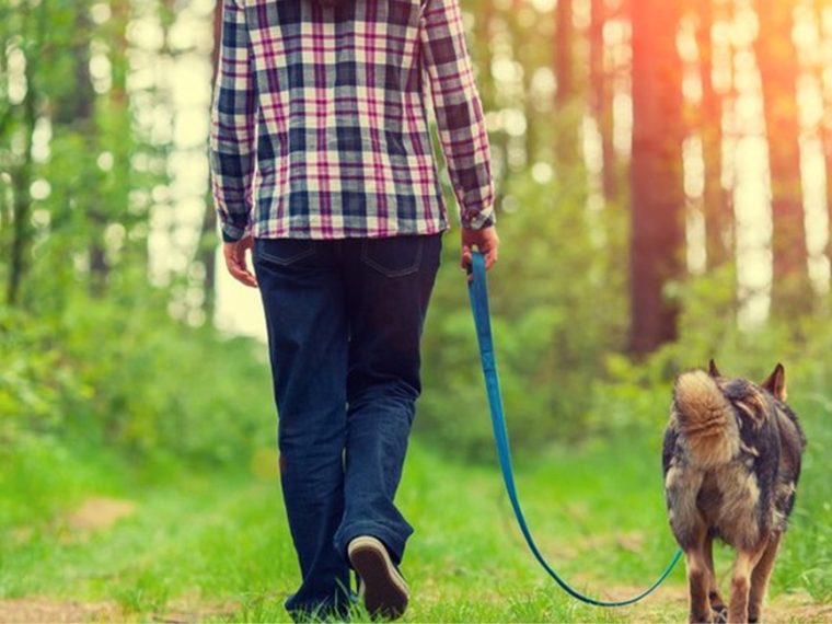 Kantonale Leinenpflichten während der Setz- und Brutzeit