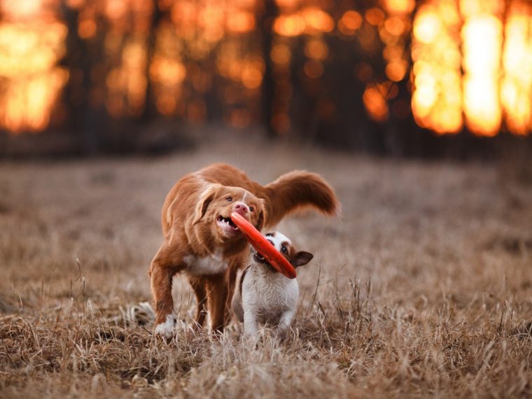 TIR spricht sich gegen Abschaffung der obligatorischen Hundekurse aus