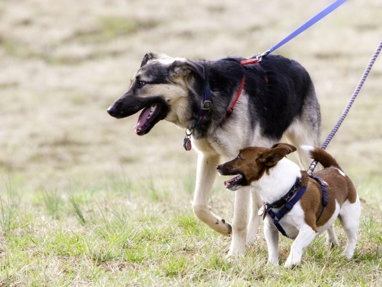 Generelle Leinenpflicht ist unverhältnismässig: TIR begrüsst Urteil des Berner Verwaltungsgerichts