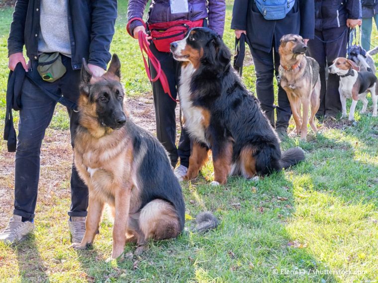 Verbotene Hilfsmittel in der Hundeerziehung