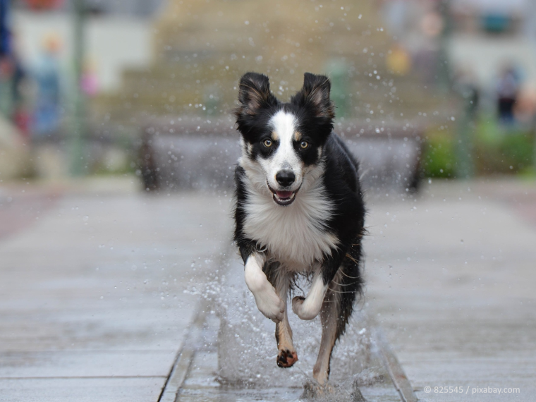 TIR warnt: Schützen Sie Ihre Tiere in den heissen Sommermonaten!