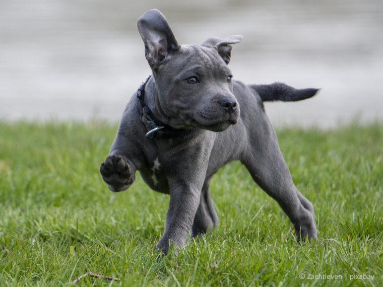 Zürcher Regierungsrat verabschiedet angepasste Hundeverordnung