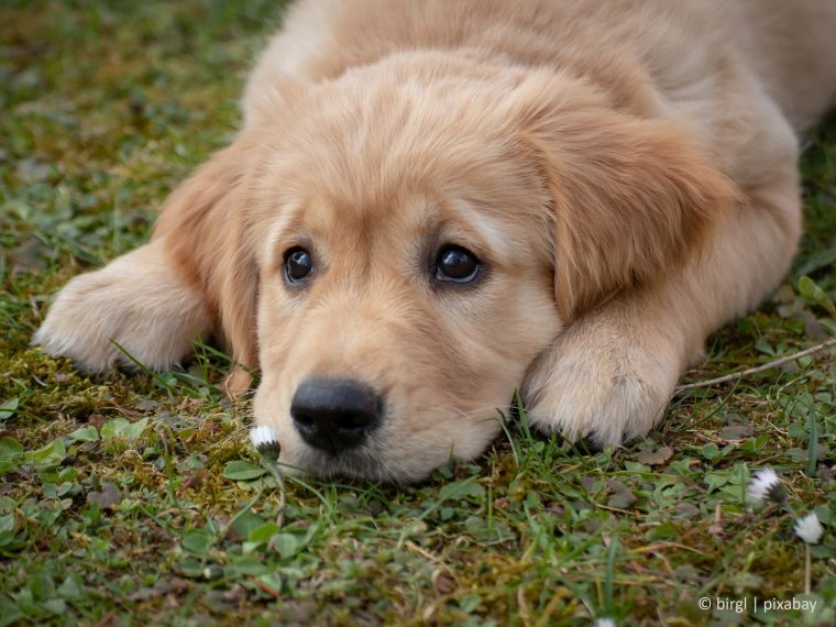 Vernehmlassung zur Revision von Verordnungen im Tierschutzbereich - TIR reicht Stellungnahme ein