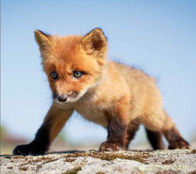 TIR-Jahresbericht 2014