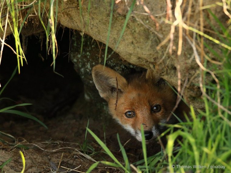 TIR erfreut: Bern verbietet Baujagd
