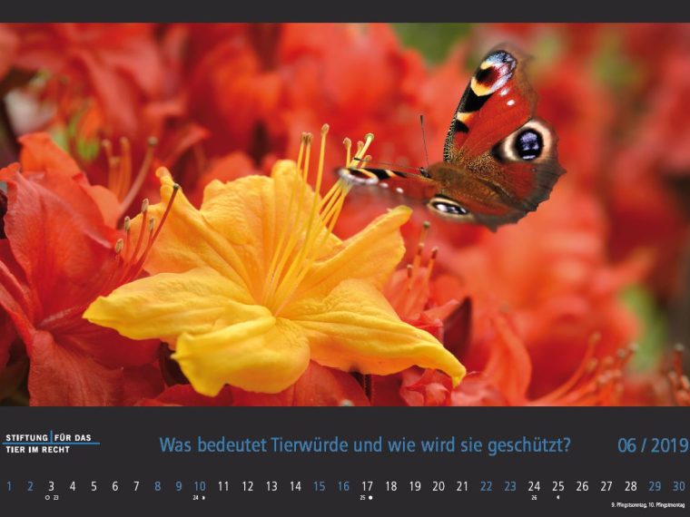 TIR-Kalender 2019 - Tierschutzrechtliche Frage im Juni