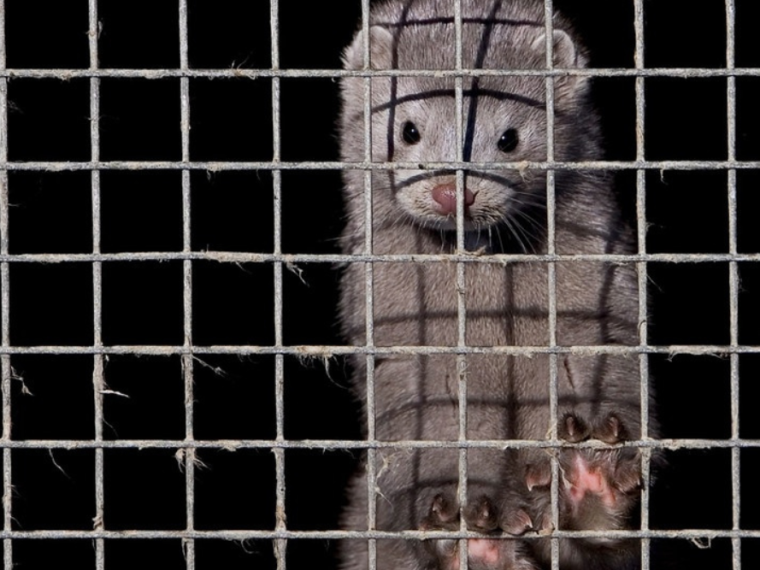 Tierschutzorganisationen sind alarmiert: Nationalrat darf Pelz-Gegenvorschlag nicht verwässern!