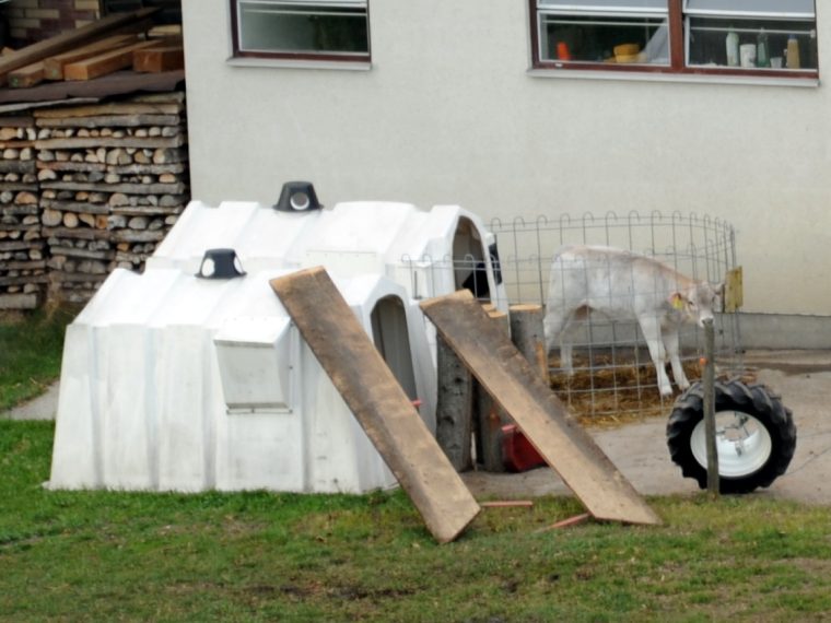 Vorsicht Hitzestress: Kälber-Iglus besonders gefährlich