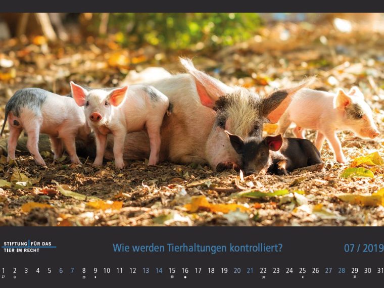 TIR-Kalender 2019 - Tierschutzrechtliche Frage im Juli
