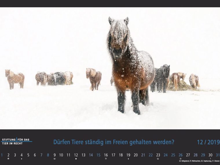 TIR-Kalender 2019 - Tierschutzrechtliche Frage im Dezember