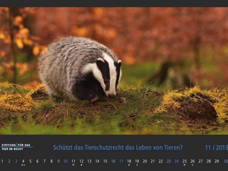 TIR-Kalender 2019 - Tierschutzrechtliche Frage im November