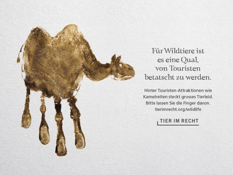 Hände weg von Wildtier-Attraktionen! - TIR lanciert neue Sensibilisierungskampagne zum Wildtiertourismus