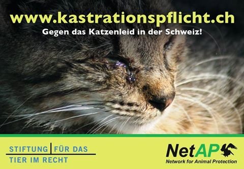 TIR enttäuscht: Grosser Rat des Kantons Bern lehnt eine Kastrationspflicht für Freigänger-Katzen ab