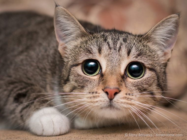 TIR bittet um Rücksichtnahme auf Tiere bei der Nationalfeier