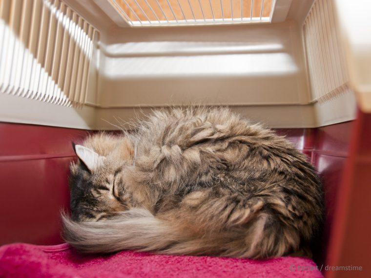 TIR referiert beim FBA-Lehrgang Tiertransport