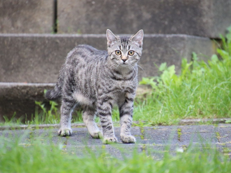 Keine Chippflicht für Katzen - Nationalrat stoppt Vorstoss