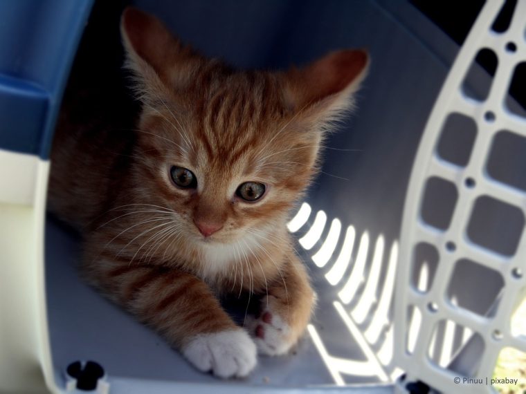 Weitere Informationen über das Reisen mit Tieren ins Ausland sowie ein wertvolles Online-Hilfstool finden Sie unter: