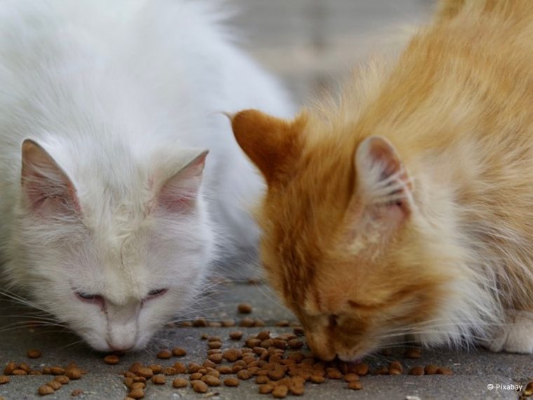 Was tun, wenn die Katze fremdgefüttert wird?