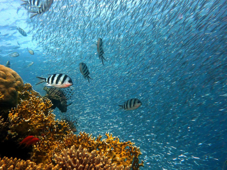 TIR stellt vor: Welttag für das Ende der Fischerei und der Wassertierhaltung (WEF)