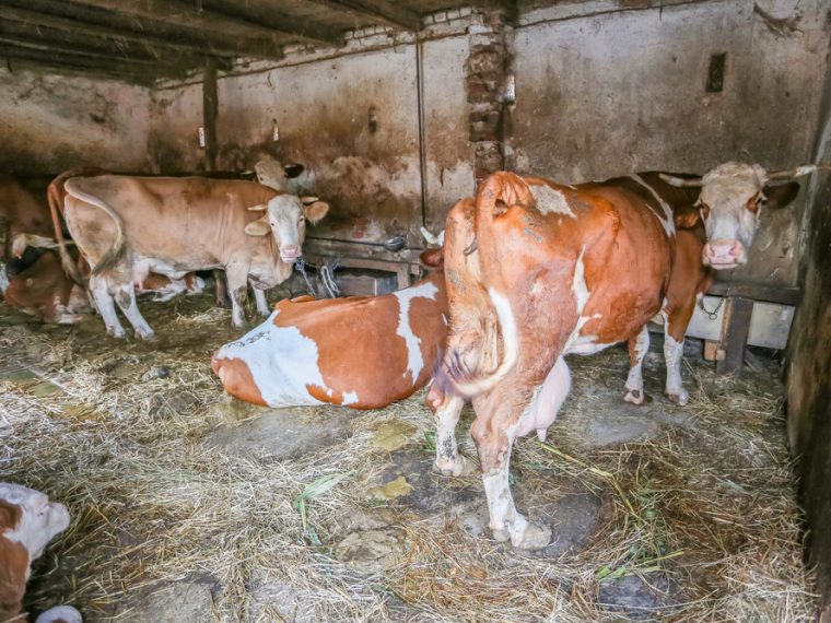 Nach wie vor gravierende Mängel im kantonalen Tierschutzvollzug: Erneut offener Brief an Bundesrat Alain Berset