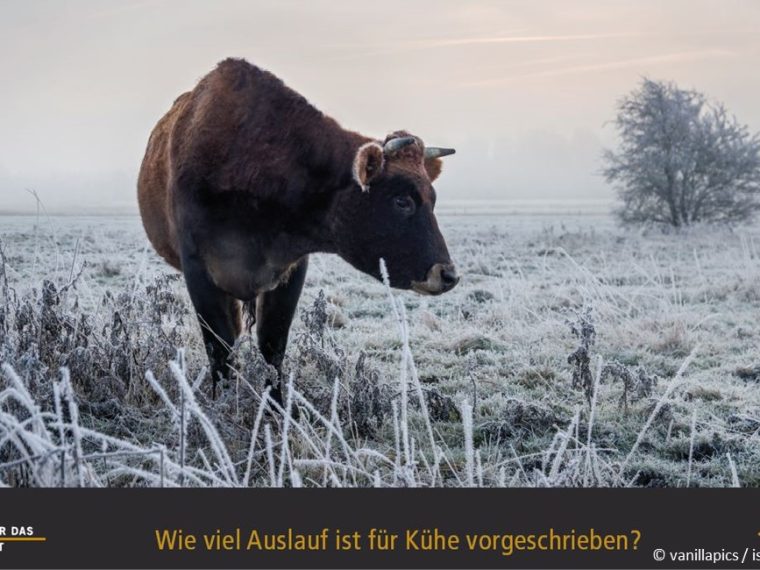 TIR-Kalender 2020 - Tierschutzrechtliche Frage im November