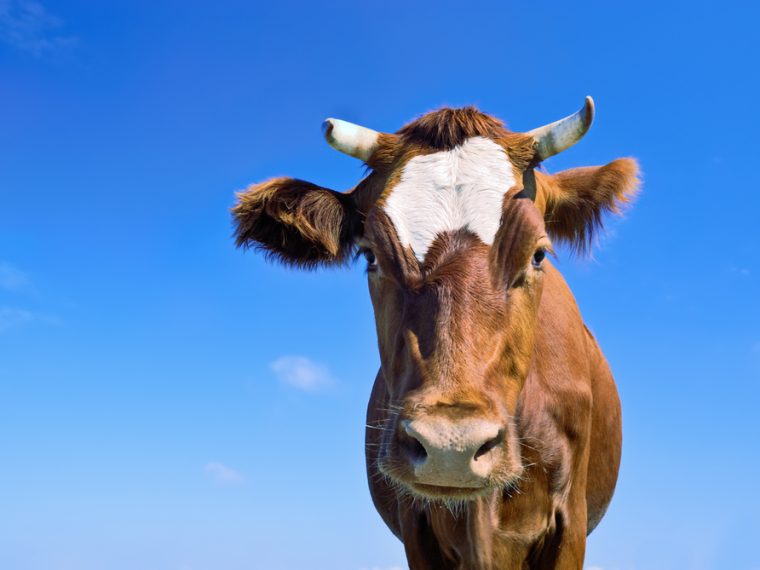 Hornkuh-Initiative kommt vor das Volk: Die TIR gratuliert Armin Capaul zu diesem grossartigen Erfolg!