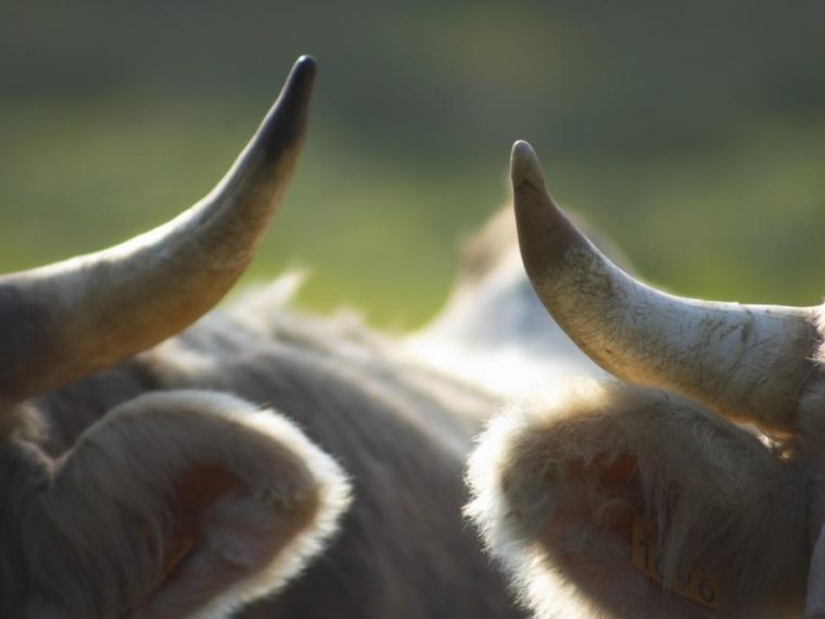 TIR bedauert negativen Volksentscheid zur Hornkuh-Initiative