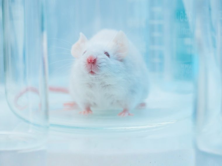 Tierversuchsstatistik 2024: Weniger Tiere, aber stärkere Belastung