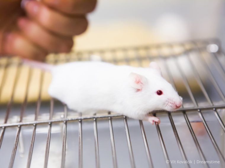 TIR erfreut: Zürcher Kantonsrat lehnt Einschränkung des Rekurs- und Beschwerderechts der Tierversuchskommission ab