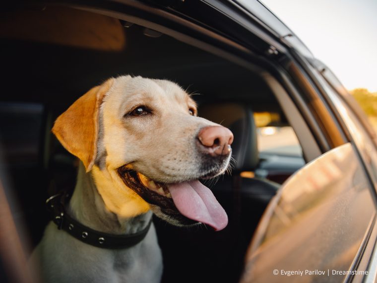 Tiere in den heissen Sommermonaten schützen