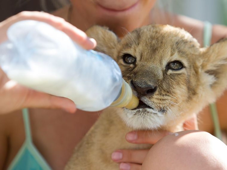 Aus Versehen dubiose Tierfarmen unterstützt: Vorsicht bei ehrenamtlichen Einsätzen in Afrika