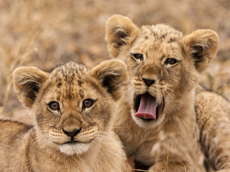 Für den Abschuss gezüchtet - TIR hofft auf Importverbot für Gatterjagd-Trophäen