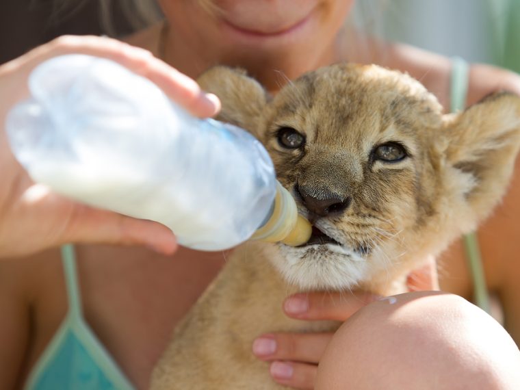 Vorsicht bei Freiwilligeneinsätzen in Afrika vor dubiosen Tierfarmen
