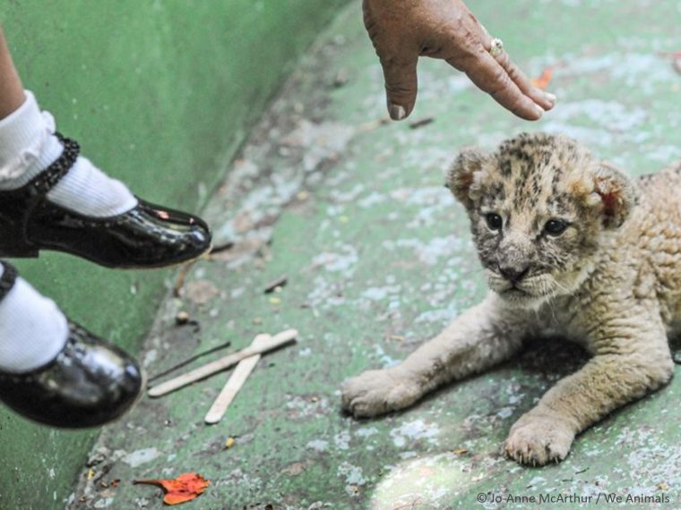 Tierschutz auf Reisen - Aufgepasst vor dubiosen Angeboten!