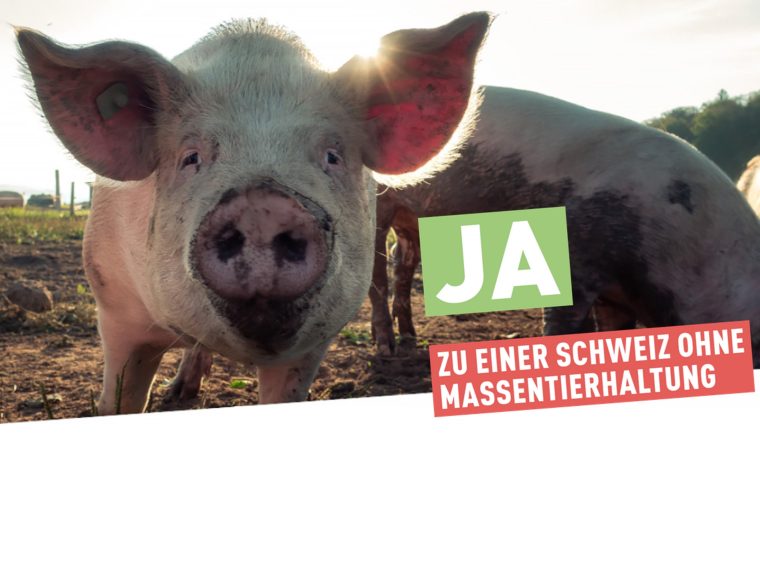 TIR kritisiert Gegenentwurf des Bundesrats zur Massentierhaltungsinitiative als unzureichend