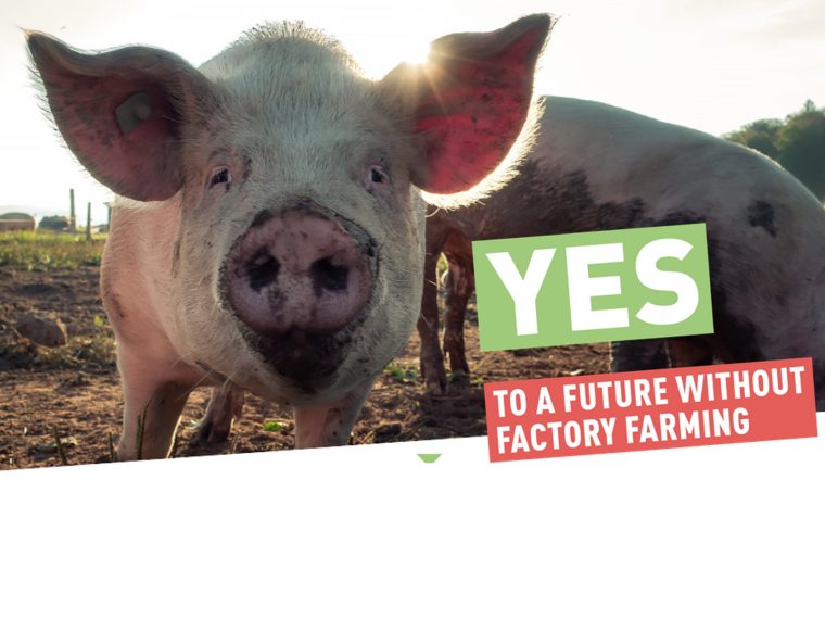 TIR considers Federal Council’s counter-proposal to the factory farming initiative inadequate