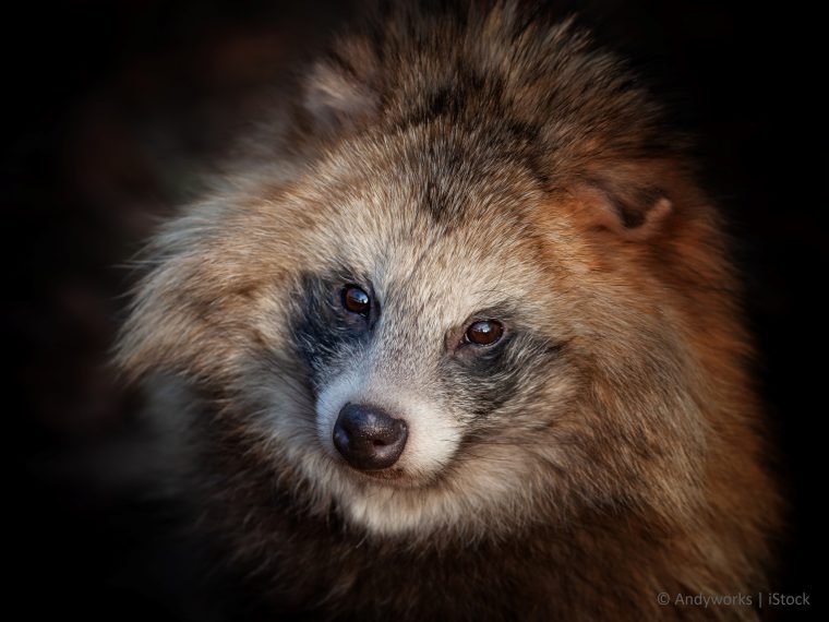 Noch immer erhebliche Mängel bei der Deklaration von Pelzprodukten - Importverbot dringend nötig