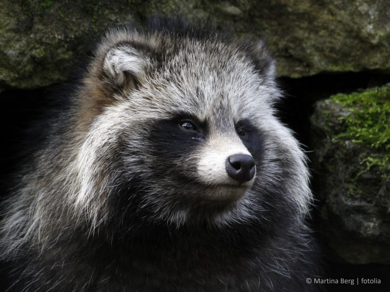 TIR hocherfreut: Bundesrat möchte Importverbot für tierquälerisch hergestellte Pelzprodukte