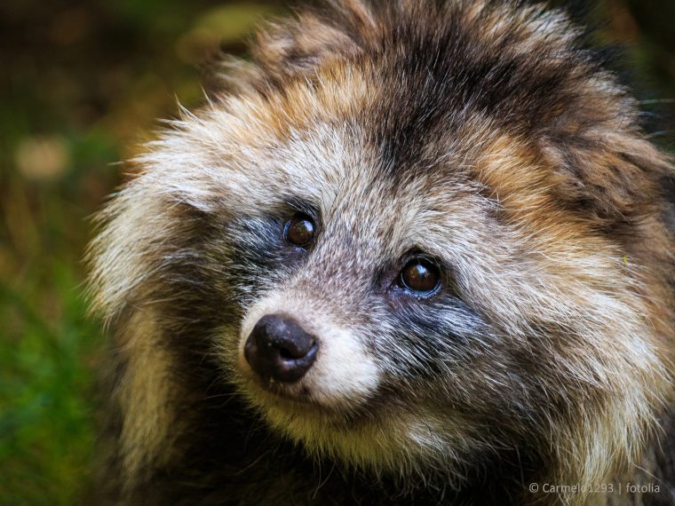 Bundesrat eröffnet Vernehmlassung zu Pelzimportverbot und Deklarationspflichten für gewisse importierte Tierprodukte