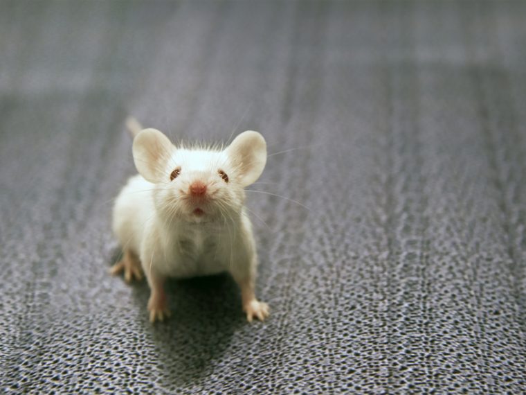 Tierversuchsstatistik 2018 - TIR fordert mehr Transparenz