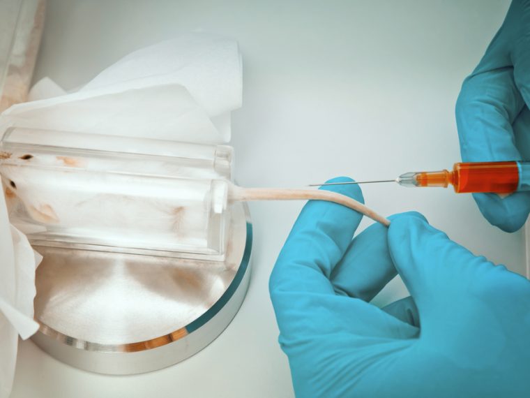 Teilrevision der Verordnungen im Veterinärbereich - TIR reicht Stellungnahme ein