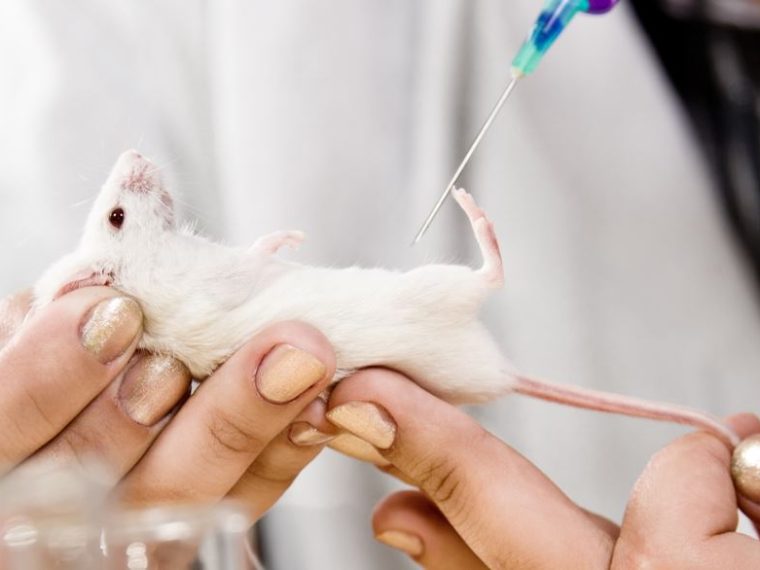 Studien zeigen erhebliche Qualitätsmängel bei der Durchführung von Tierversuchen auf