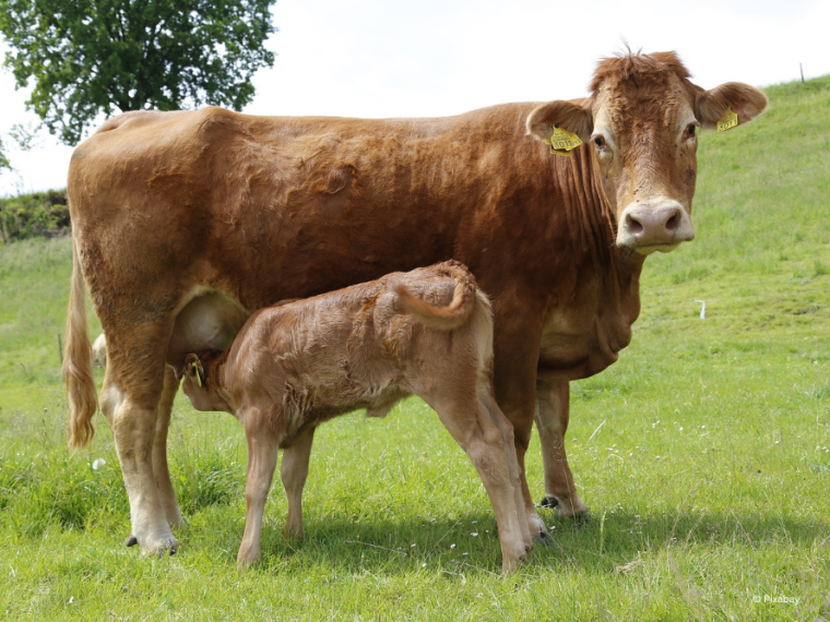 TIR fordert Mindestanforderungen für die Haltungsform der mutter- und ammengebundenen Kälberaufzucht
